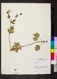 Geum laciniatum image