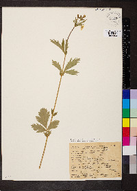Geum macrophyllum image
