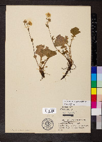 Geum peckii image