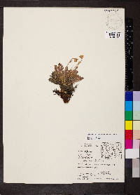 Geum rossii image