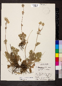 Geum triflorum image