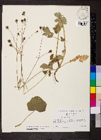 Geum vernum image