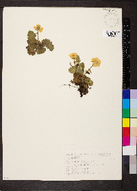 Geum montanum image