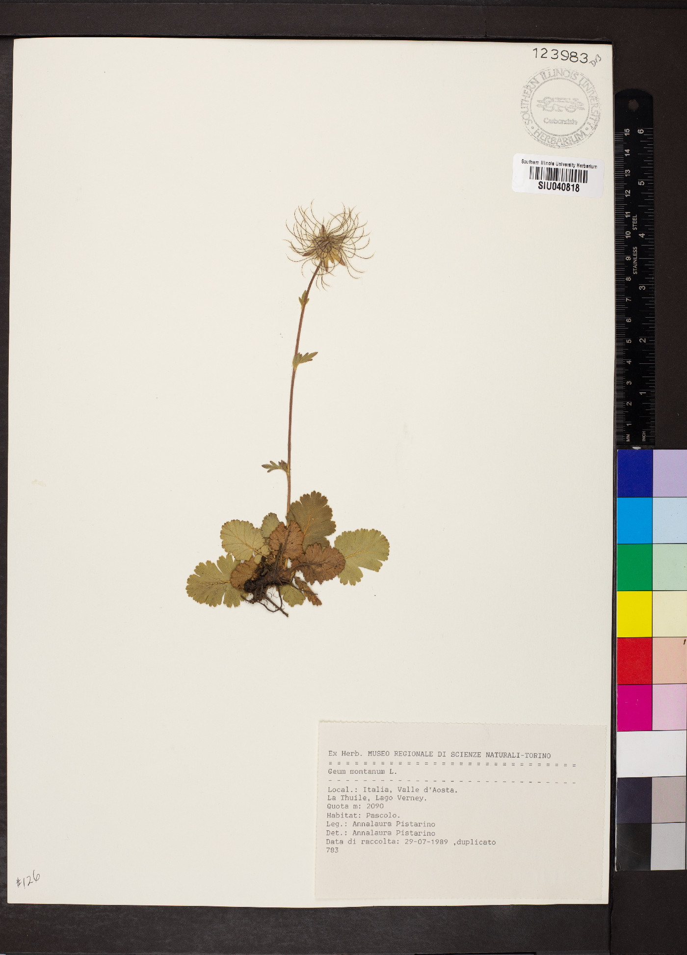 Geum montanum image