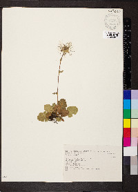 Geum montanum image