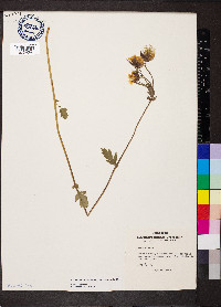 Geum rivale image