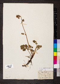 Geum rivale image