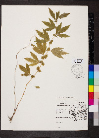 Gillenia stipulata image