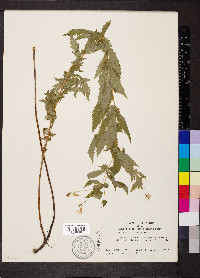Gillenia stipulata image