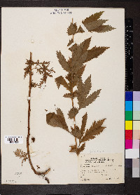 Gillenia stipulata image