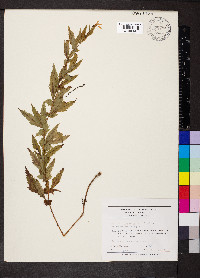 Gillenia stipulata image