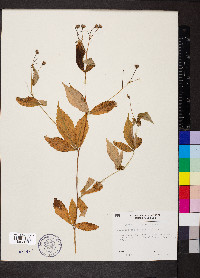 Gillenia trifoliata image