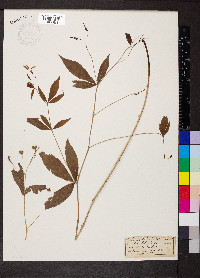 Gillenia trifoliata image