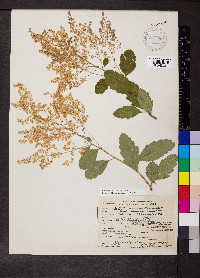 Holodiscus discolor image