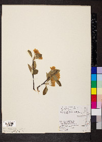 Malus ioënsis image