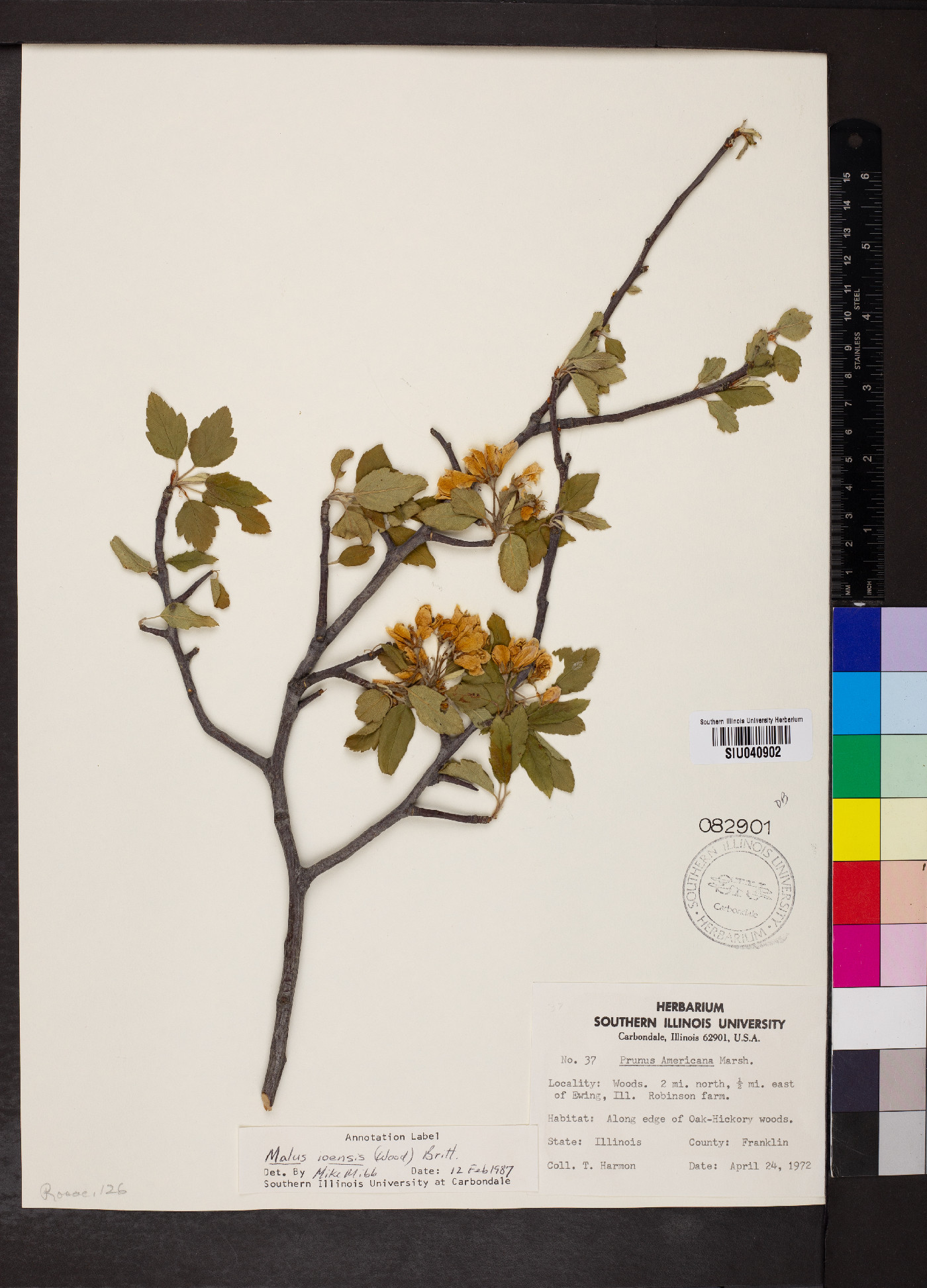 Malus ioënsis image