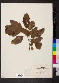 Malus ioënsis image