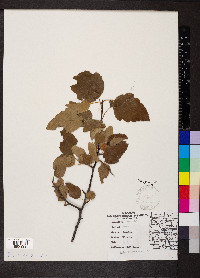 Malus ioënsis image