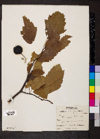 Malus ioënsis image
