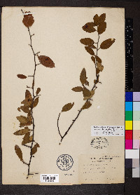 Malus angustifolia image
