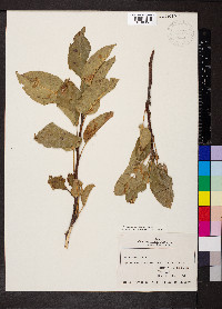 Malus pumila image