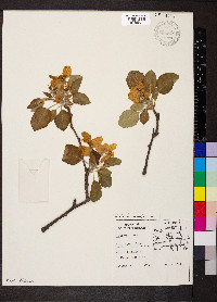 Malus pumila image