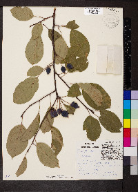 Malus prunifolia image