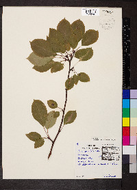 Malus prunifolia image