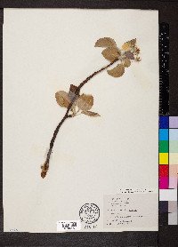 Malus pumila image