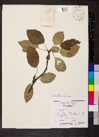 Malus pumila image