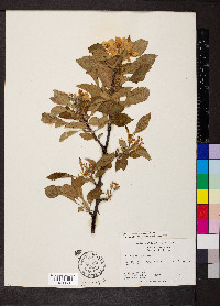 Malus pumila image