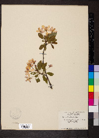 Malus floribunda image