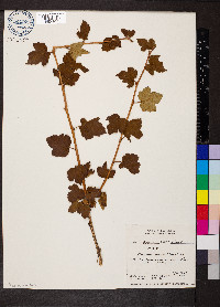 Physocarpus malvaceus image