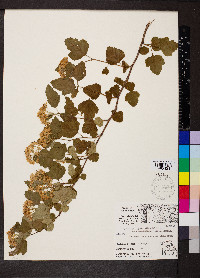 Physocarpus opulifolius var. intermedius image