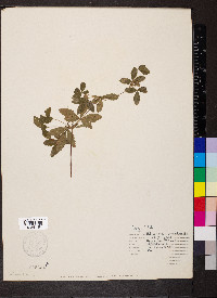 Potentilla canadensis image