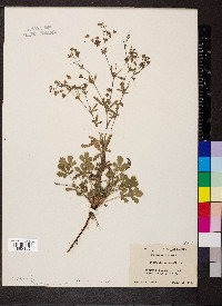 Potentilla intermedia image