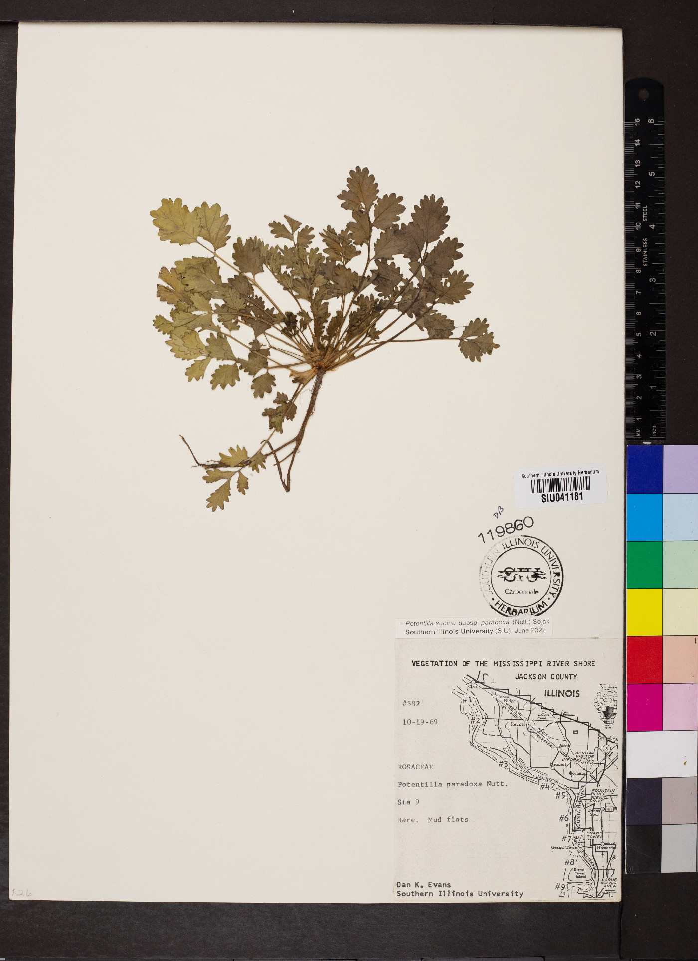 Potentilla supina subsp. paradoxa image
