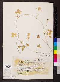 Potentilla indica image