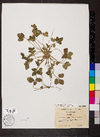 Potentilla indica image