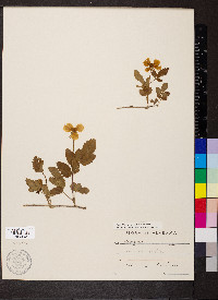 Potentilla indica image