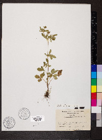 Potentilla norvegica subsp. monspeliensis image