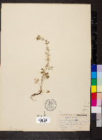 Potentilla argentea image