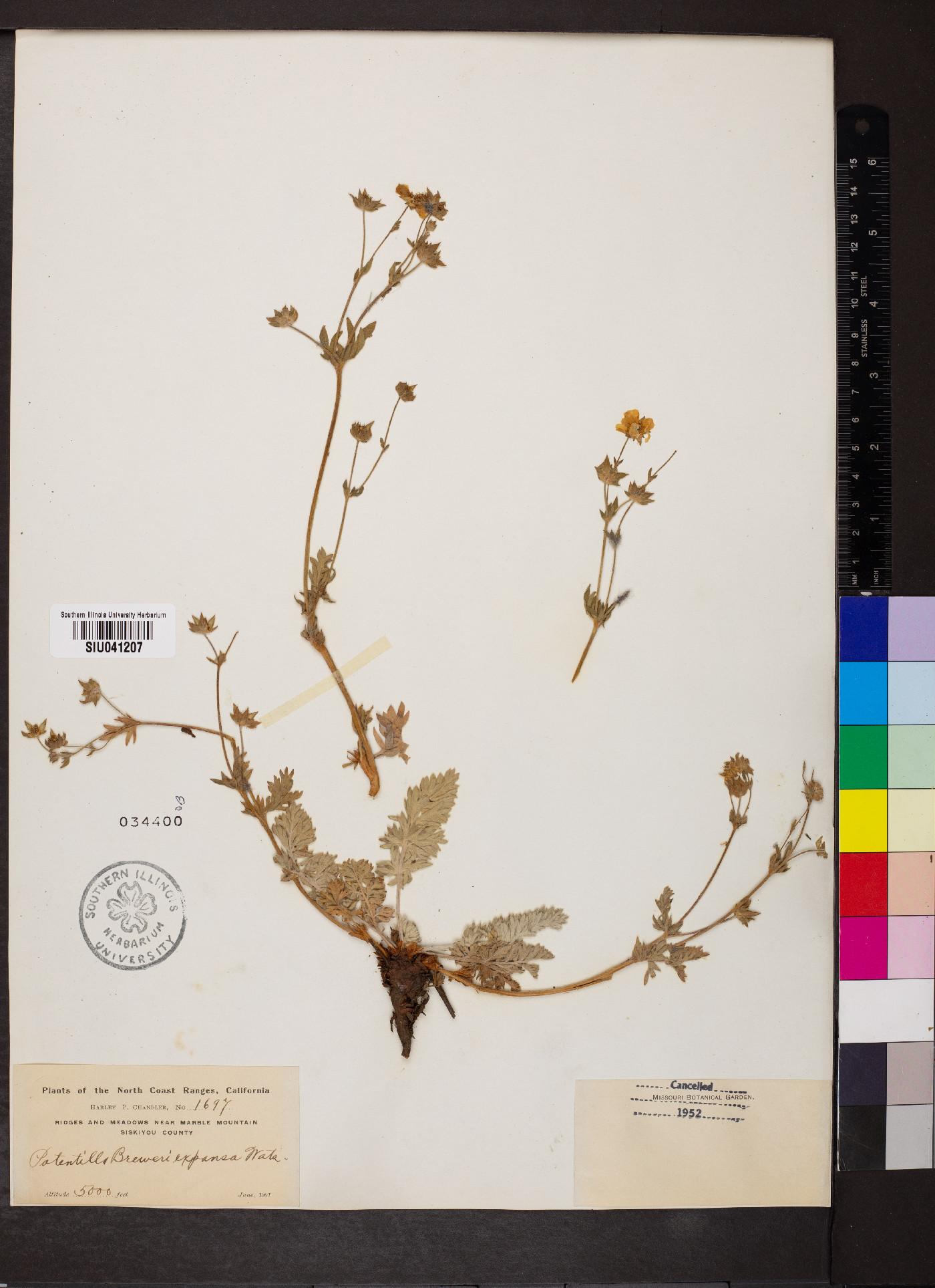 Potentilla breweri image