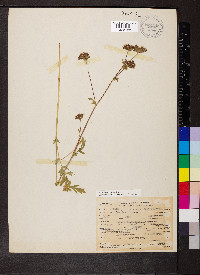 Potentilla douglasii image