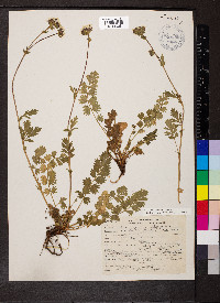 Potentilla douglasii image