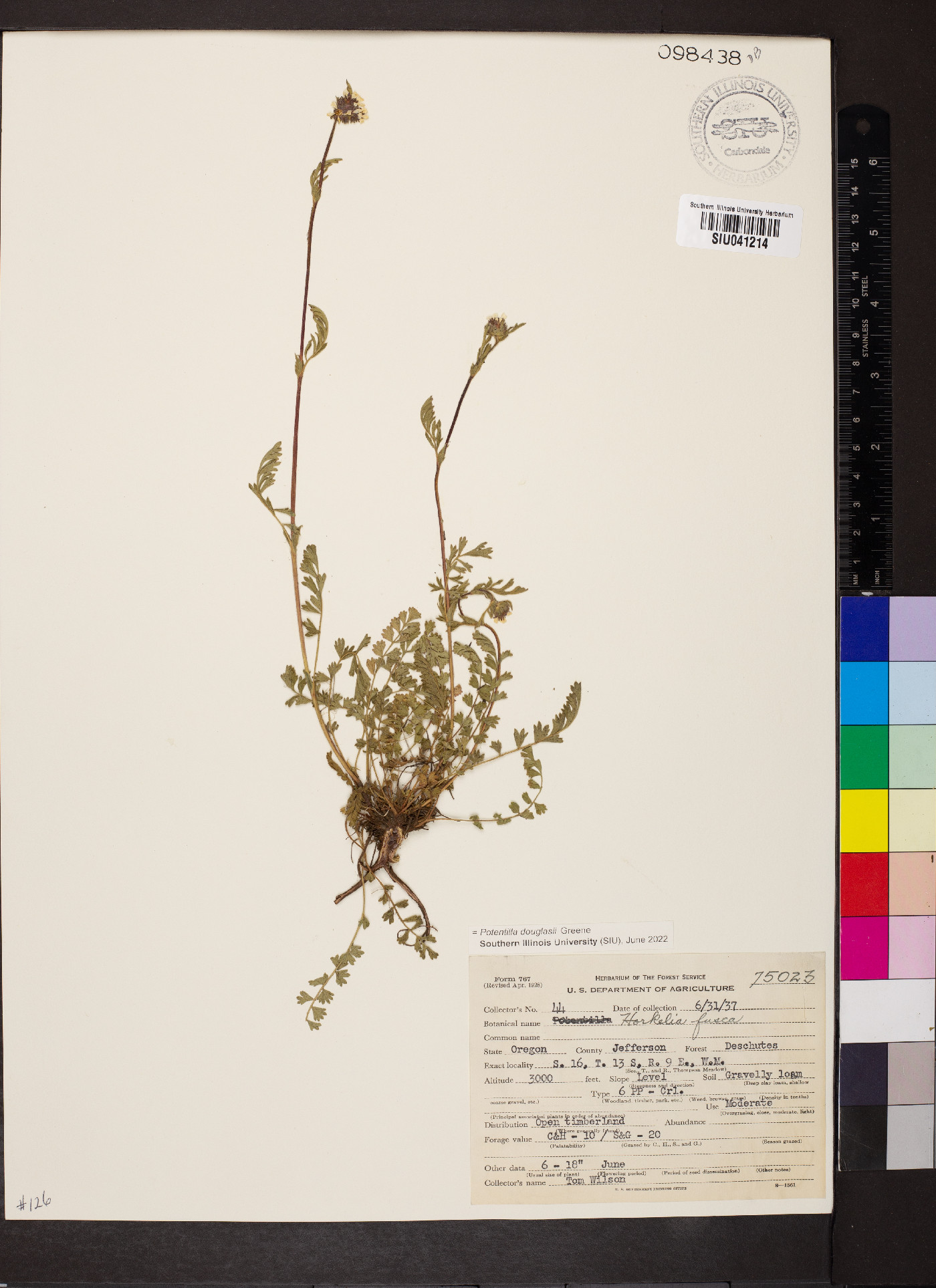 Potentilla douglasii image