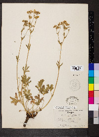 Potentilla gracilis image