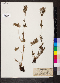Potentilla gracilis image