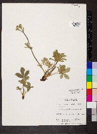 Potentilla gracilis image