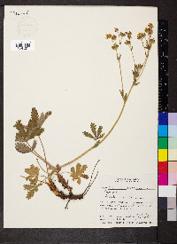 Potentilla gracilis image